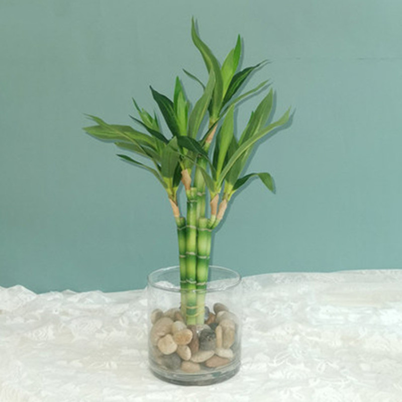 New 40cm Artificial Lucky Bamb - Snake Plant ulasan dan harga