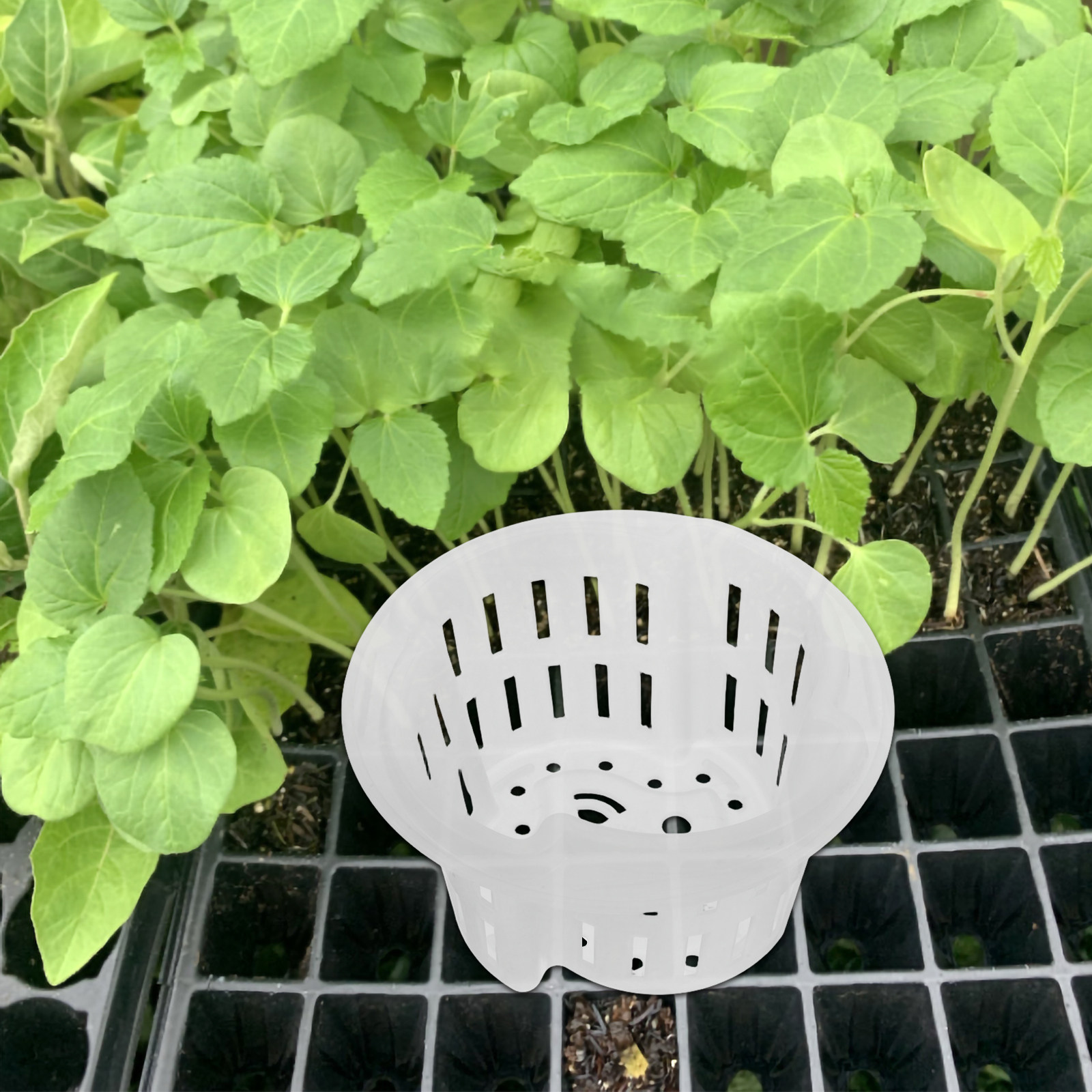 4Pcs Hydroponic Vegetable Cult - Indoor Plants ulasan dan harga