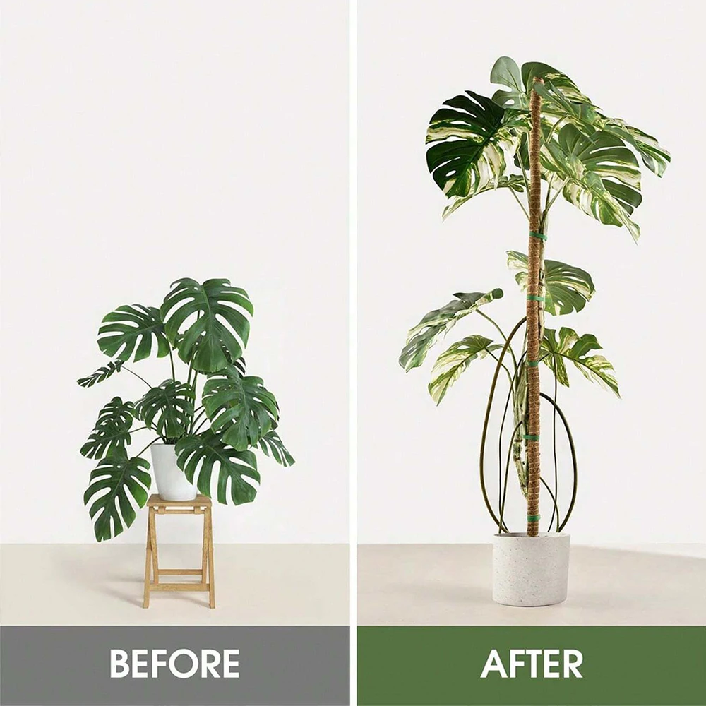 Monstera Plant Moss Pole Suppo - Plant Support Stake ulasan dan harga