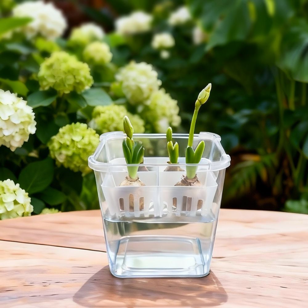 Hydroponic Vase For Tulip Lily - Indoor Plants ulasan dan harga
