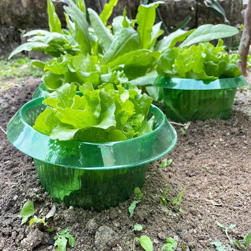 Plants Slug Protection Rings V - Terracotta Pot ulasan dan harga